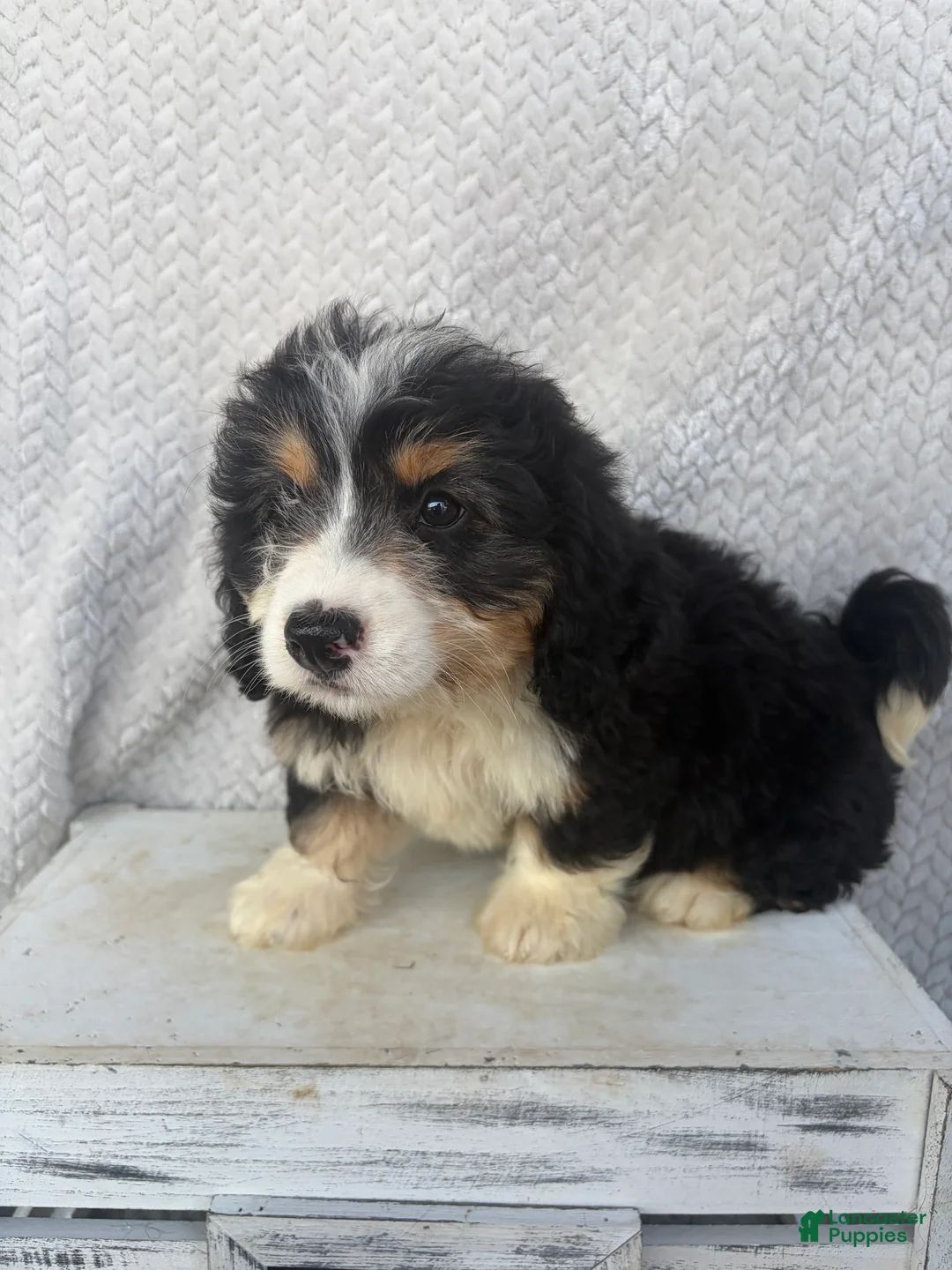 Mini Bernedoodle dogs for sale: Skye - Ad 1