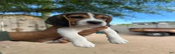 Beagle dogs for sale: Rojo - Ad 6
