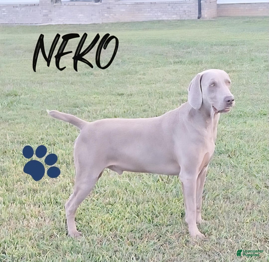 Weimaraner dogs for sale: Diamond - Ad 10