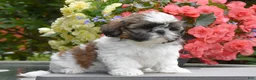 Shih Tzu dogs for sale: Mary  - Ad 1