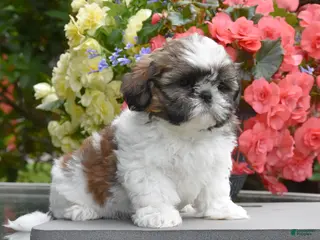 Shih Tzu dogs for sale: Mary - Ad 2