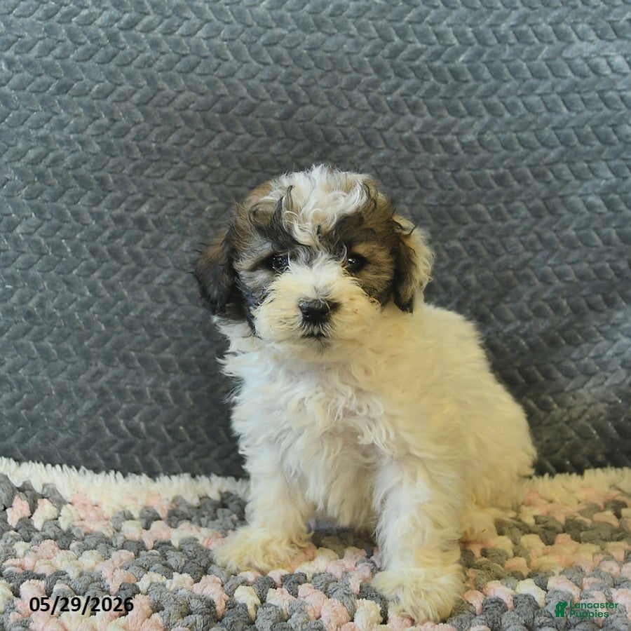 Maltipoo dogs Lilac - Ad 2