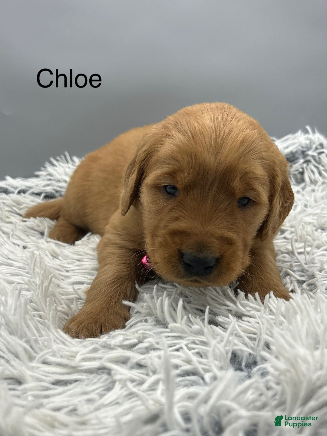 Golden Retriever dogs for sale: Golden Retriever Puppy chloe - Ad 9