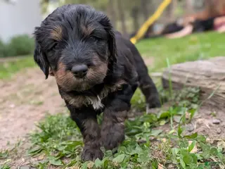 Mixed Breed dogs Jean Luc - Ad 27