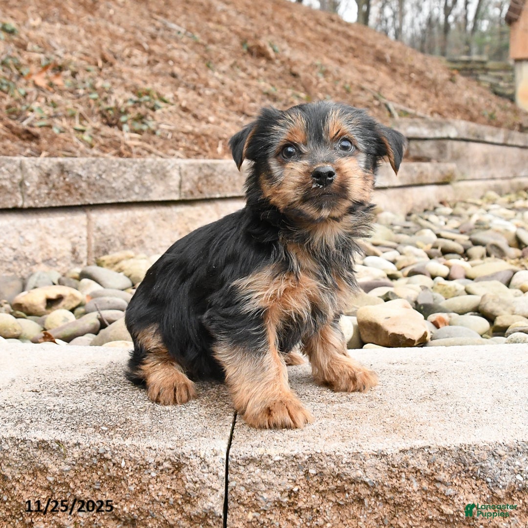 Yorkshire Terrier dogs for sale: Joyce - Ad 2