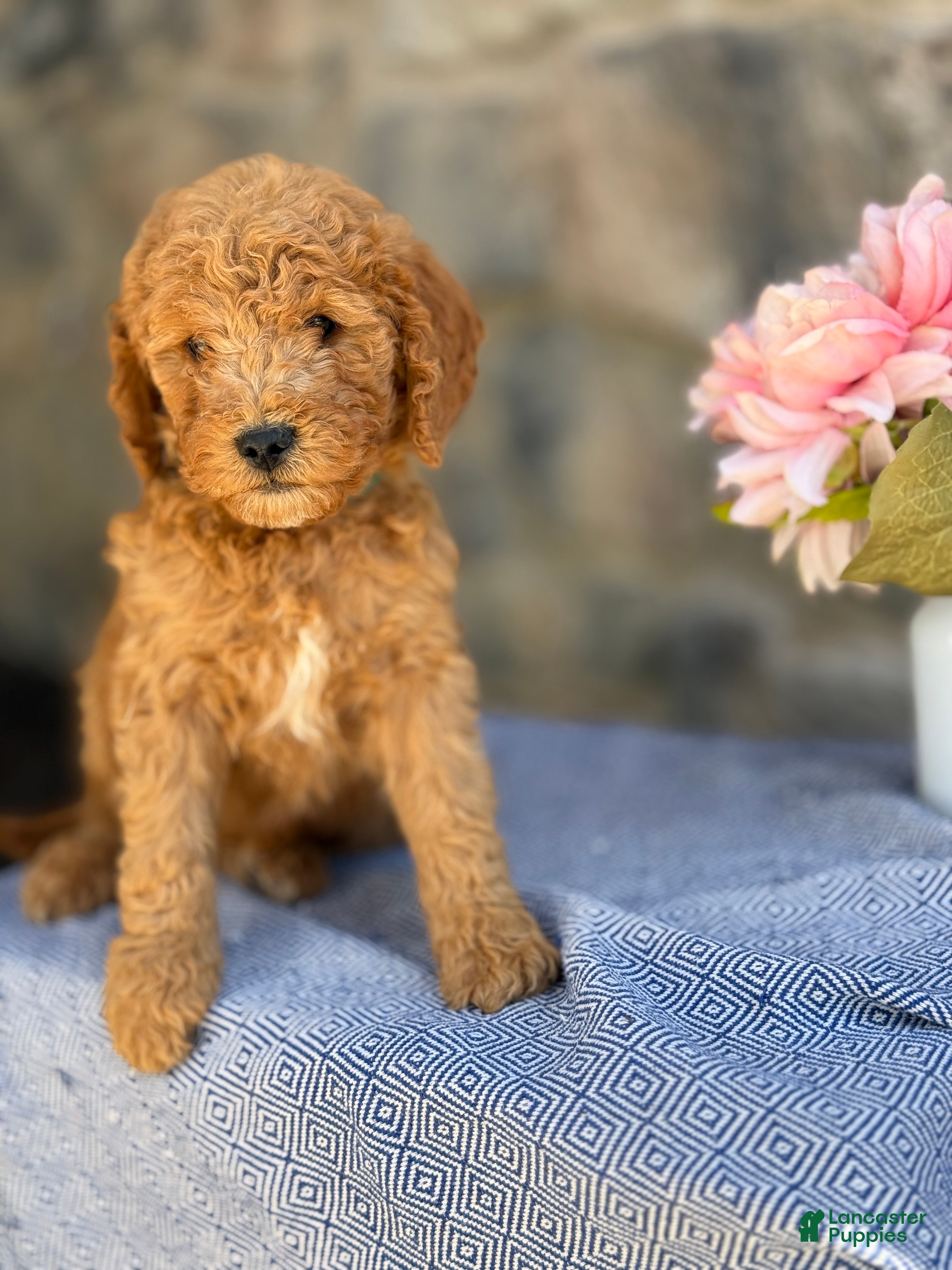 Goldendoodle dogs Maple - Ad 1