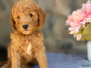 Goldendoodle dogs for sale: Maple - Ad 1
