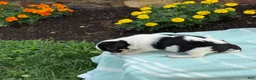 Chihuahua dogs for sale: Tiny - Ad 15