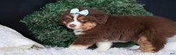 Miniature Australian Shepherd dogs for sale: SHADOW - Ad 7