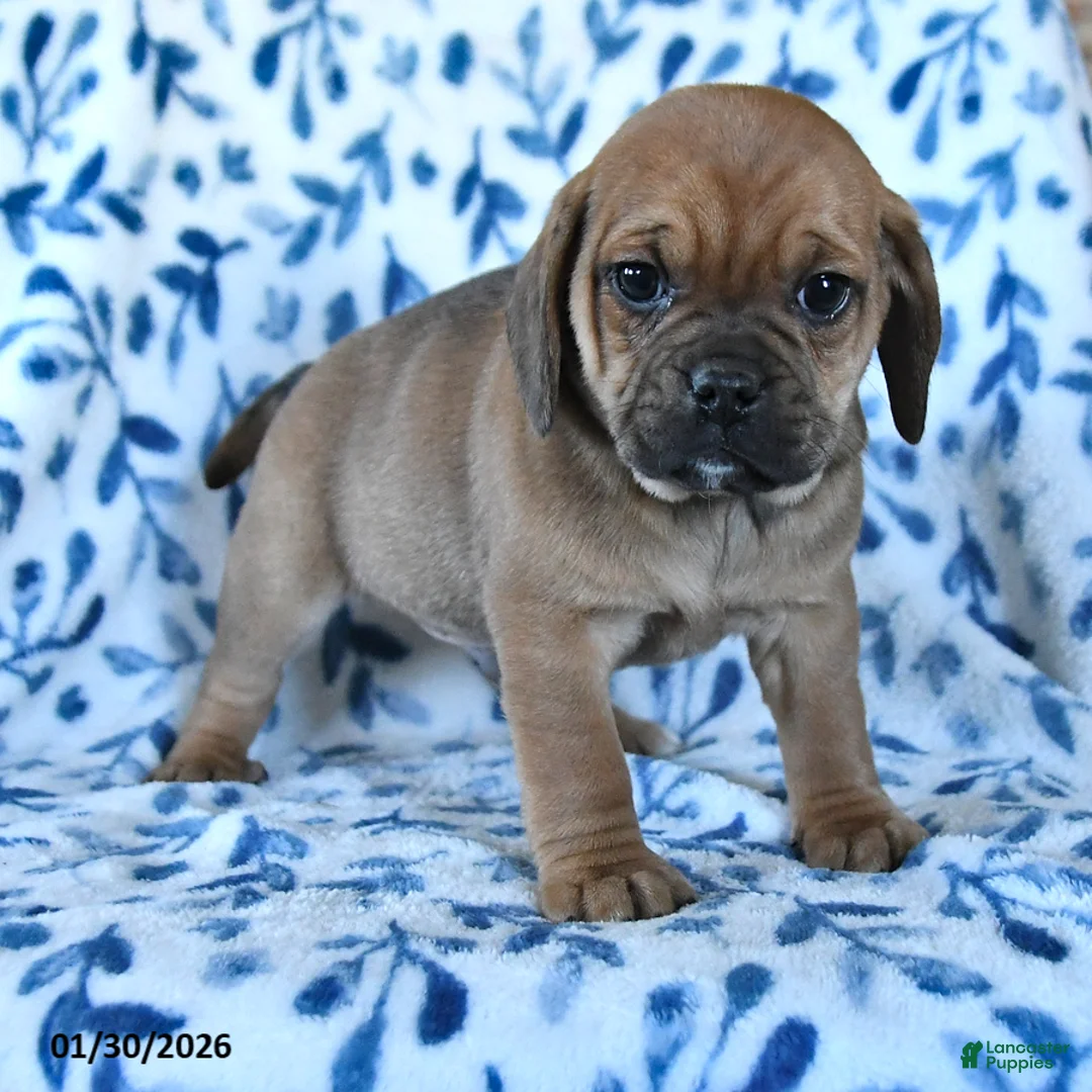 Puggle dogs for sale: Sunny  - Ad 5