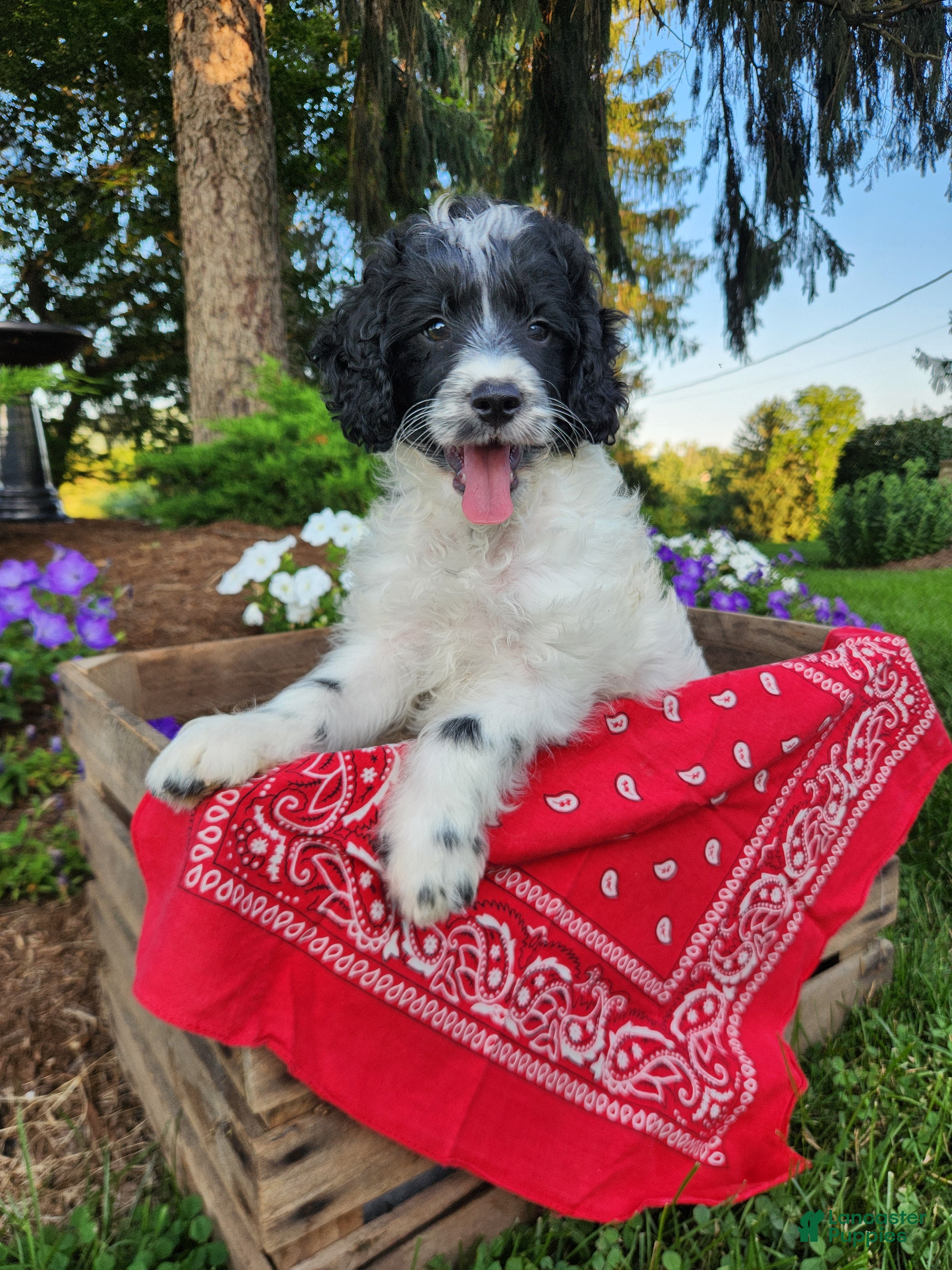 Cockapoo dogs Oreo - Ad 1