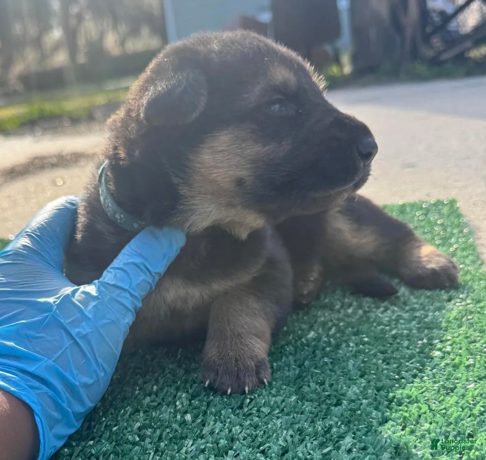 German Shepherd dogs German Shepherd baby blue  - Ad 2