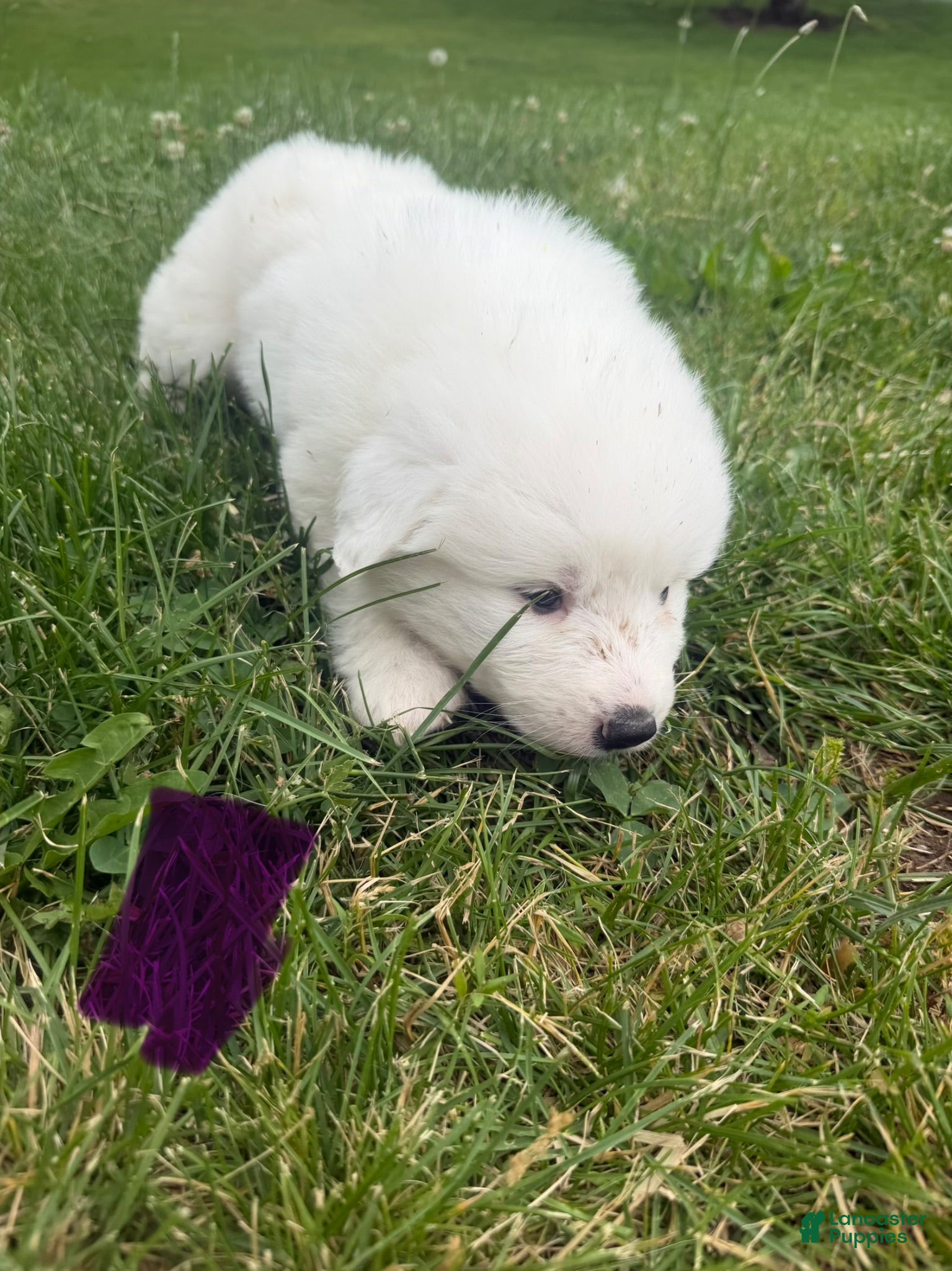 Great Pyrenees dogs Purple - Ad 35