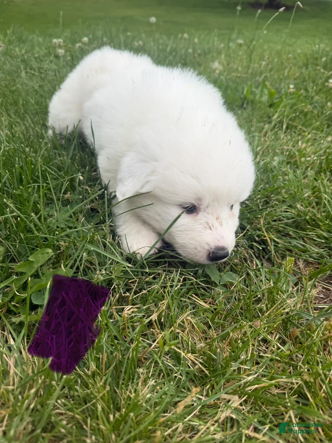 Great Pyrenees dogs for sale: Purple - Ad 1