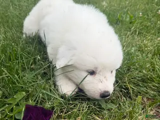 Great Pyrenees dogs Purple - Ad 11