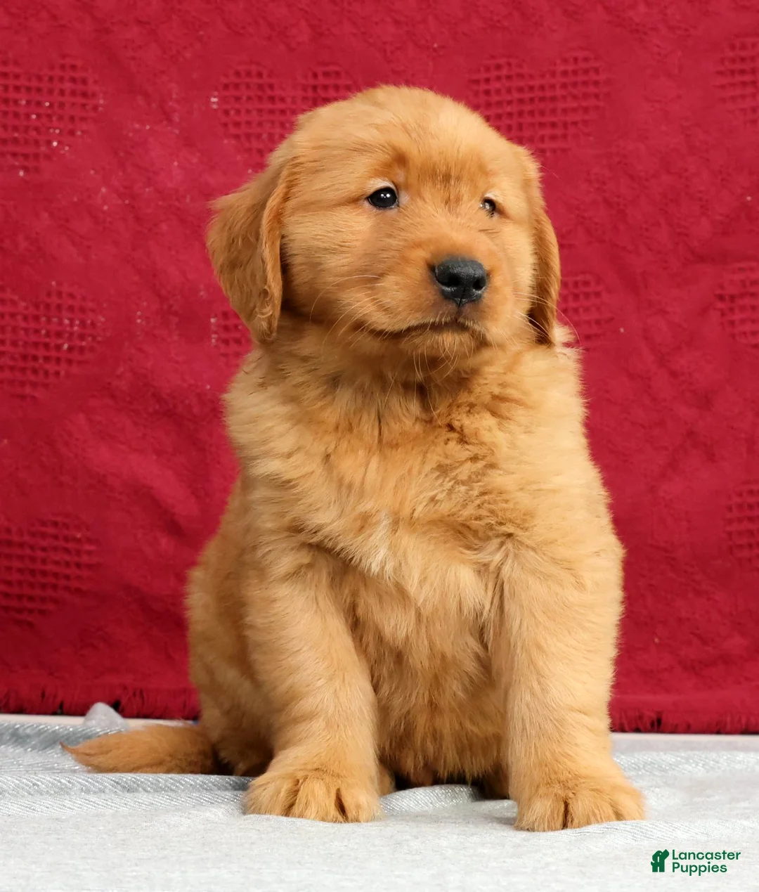 Golden Retriever dogs for sale: Clifford - Ad 2