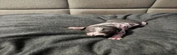 Xoloitzcuintle dogs for sale: Matcha - Ad 6