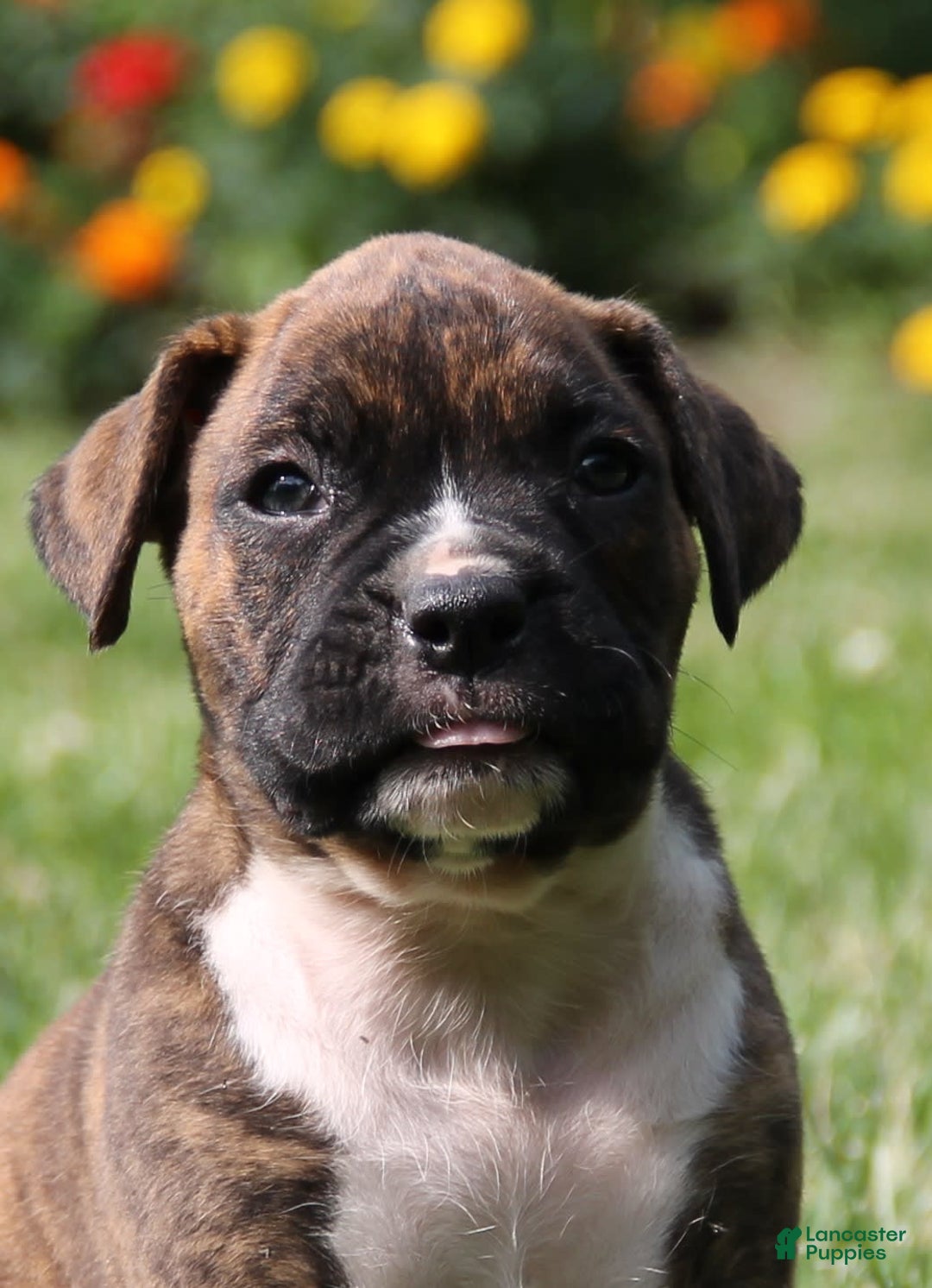 Gallery Image {{count}}