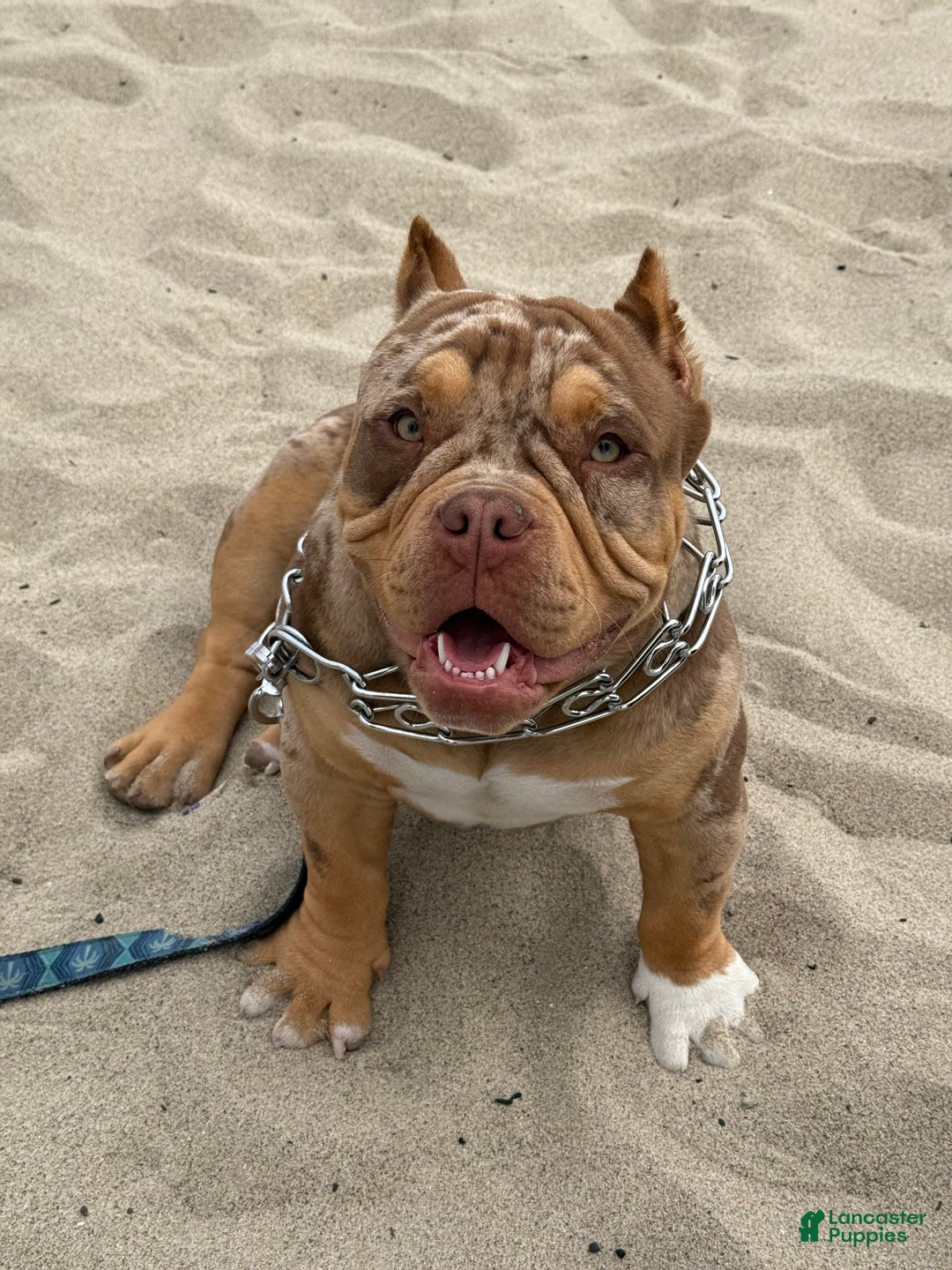 American Bully dogs for sale: American Bully Puppy 5 - Ad 4