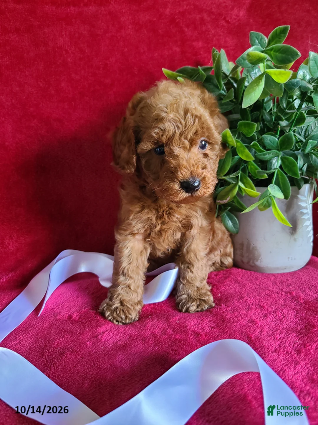 Miniature Poodle dogs for sale: Cindy - Ad 2