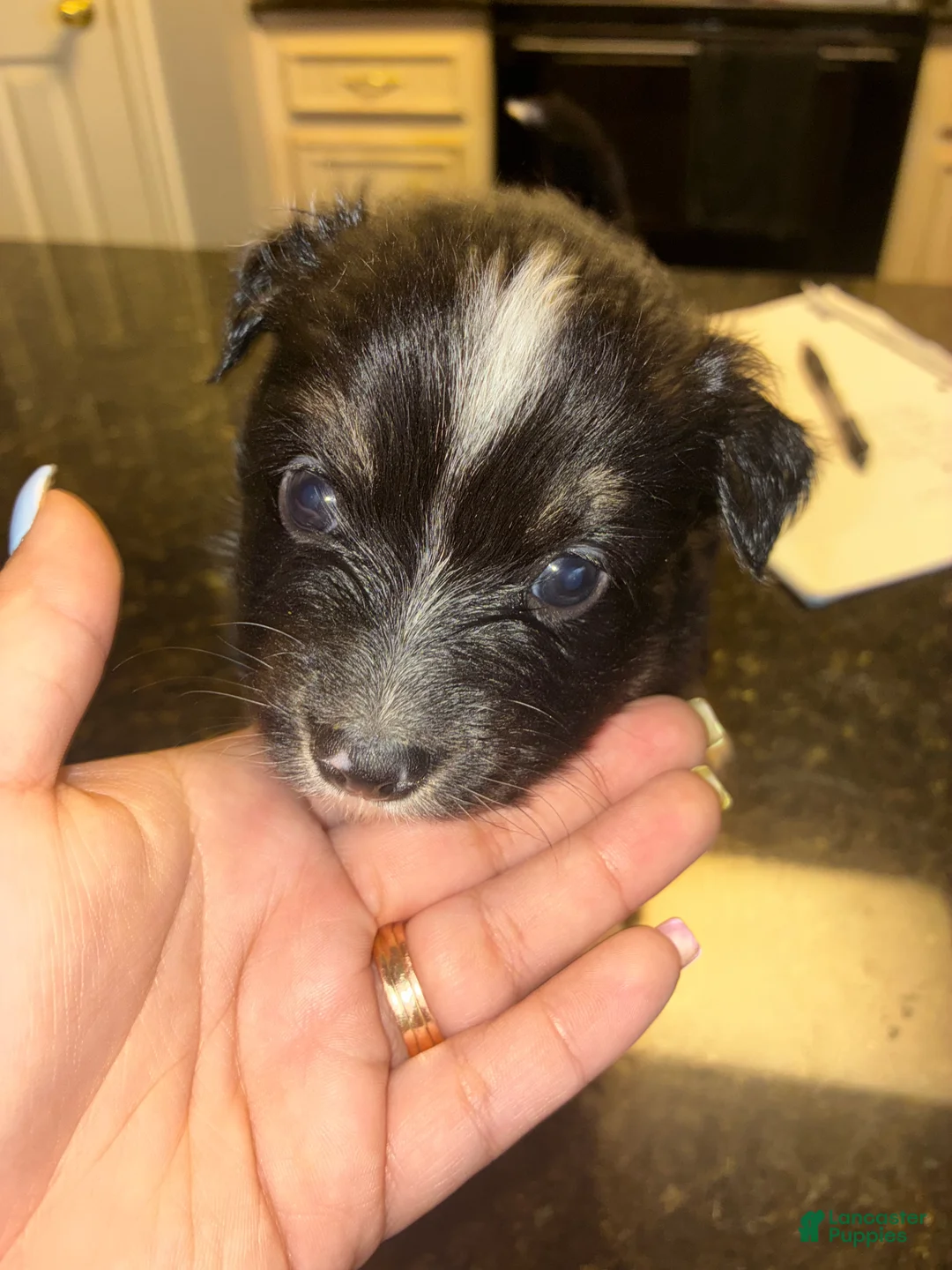 Miniature Australian Shepherd dogs for sale: Miniature Australian Shepherd Puppy 7 - Ad 1