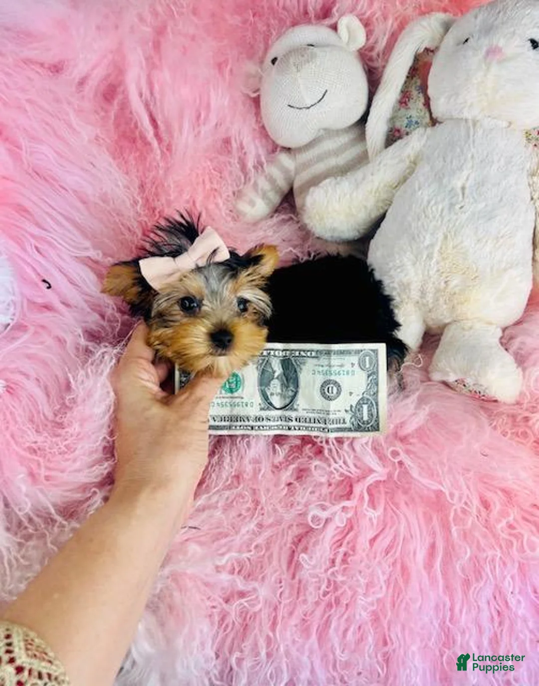 Yorkshire Terrier dogs for sale: Yorkshire Terrier 1 - Ad 2