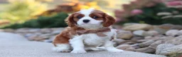 Cavalier King Charles Spaniel dogs for sale: Acorn - Ad 4