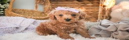 Miniature Poodle dogs for sale: Hazel - Ad 3