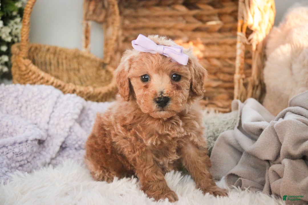 Miniature Poodle dogs for sale: Hazel - Ad 3