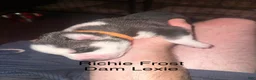 Siberian Husky dogs for sale: Richie Frost - Ad 3