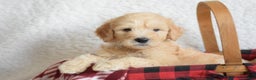 Goldendoodle dogs for sale: Goldendoodle Puppy 6 - Ad 3