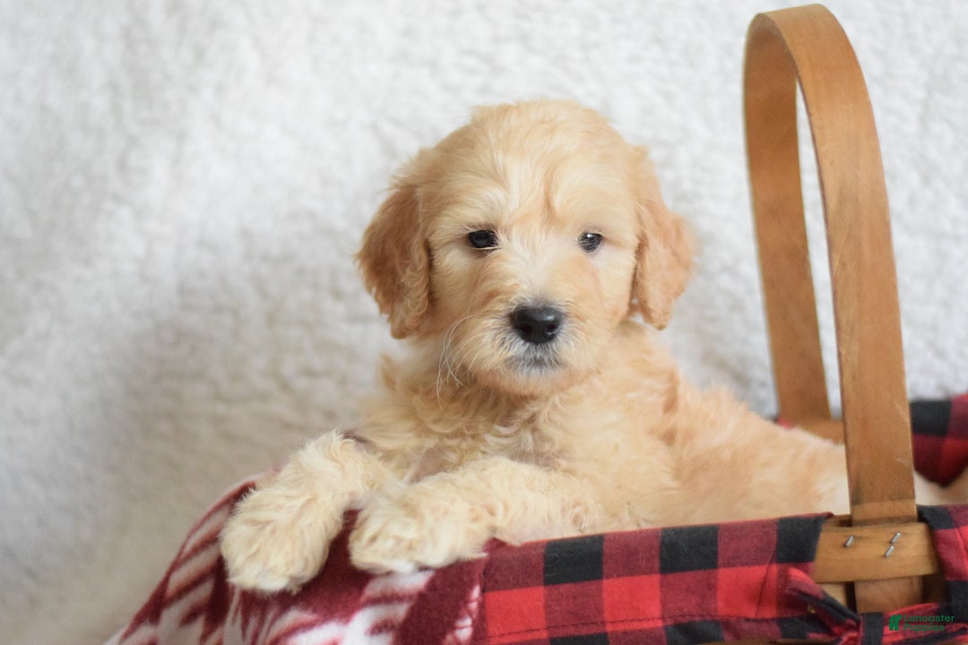 Goldendoodle dogs for sale: Goldendoodle Puppy 6 - Ad 3