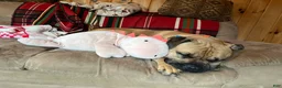 American Bully dogs for sale: Pumba - Ad 5