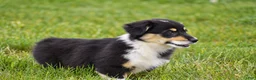 Welsh Corgi Pembroke dogs for sale: Jacey - Ad 6