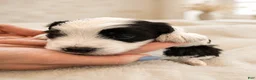 Mixed Breed dogs for sale: Oreo - Ad 11