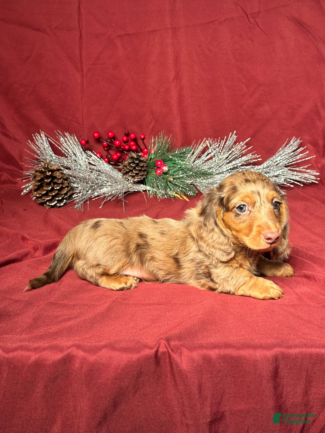 Miniature Dachshund dogs for sale: Nick - Ad 5
