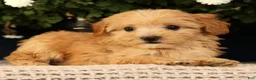 Havapoo dogs for sale: Kelly - Ad 4