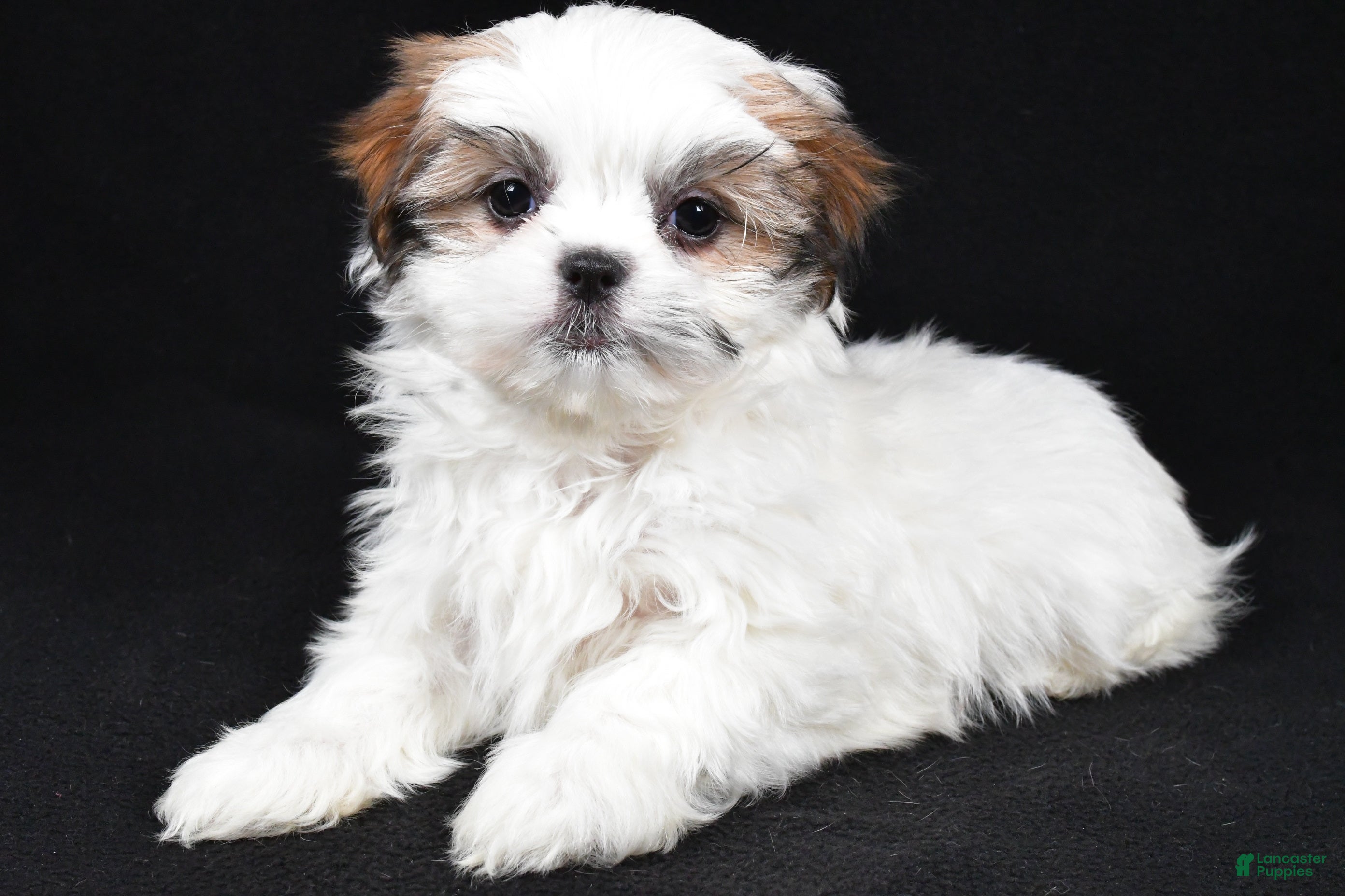 Malshi dogs Kathy - Ad 21