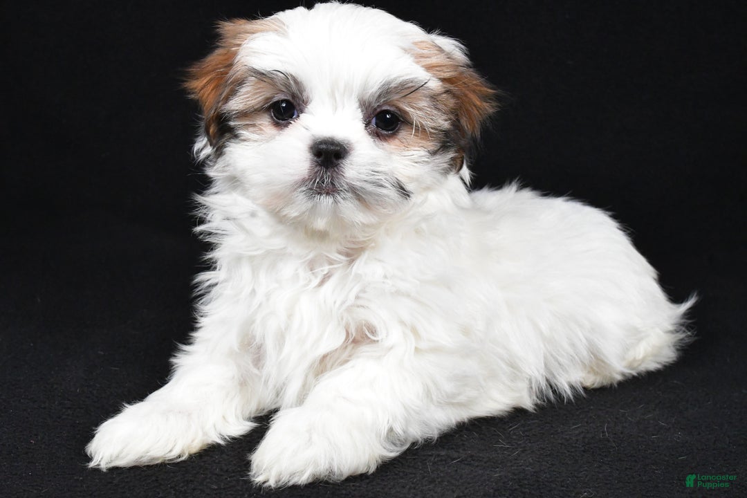 Malshi dogs for sale: Kathy - Ad 1