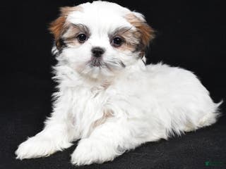 Malshi dogs Kathy - Ad 11