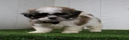 Shih Tzu dogs for sale: Travis - Ad 3