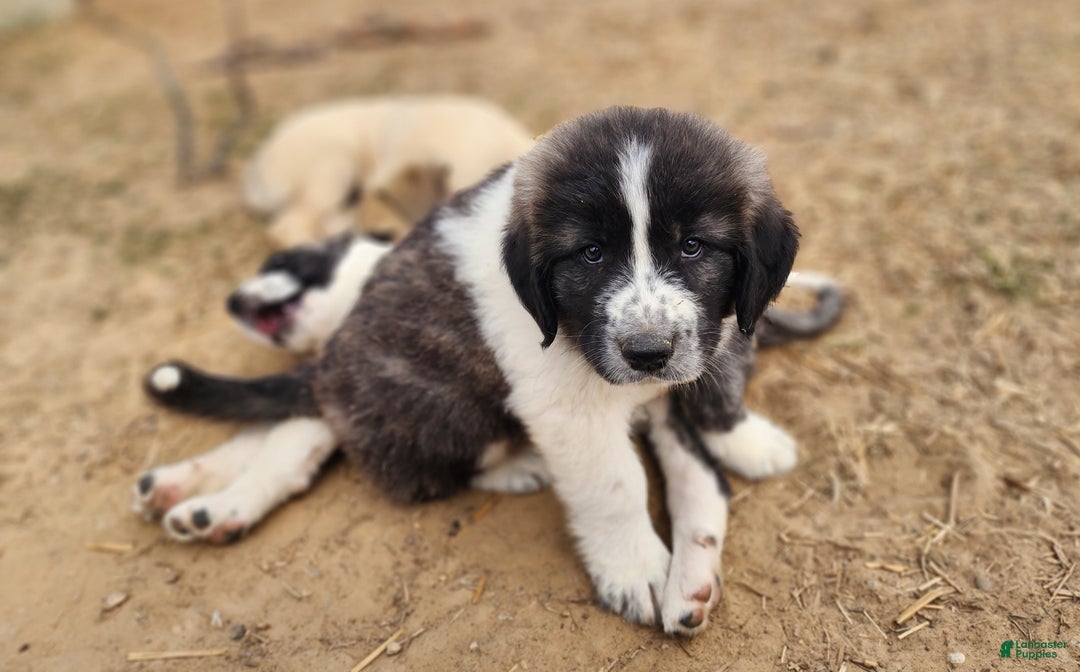 Anatolian Shepherd dogs for sale: Zena 2025 M2 ASD puppy - Ad 5