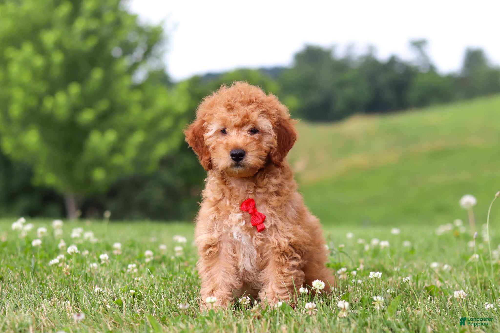 Mini Goldendoodle dogs Chase - Ad 1