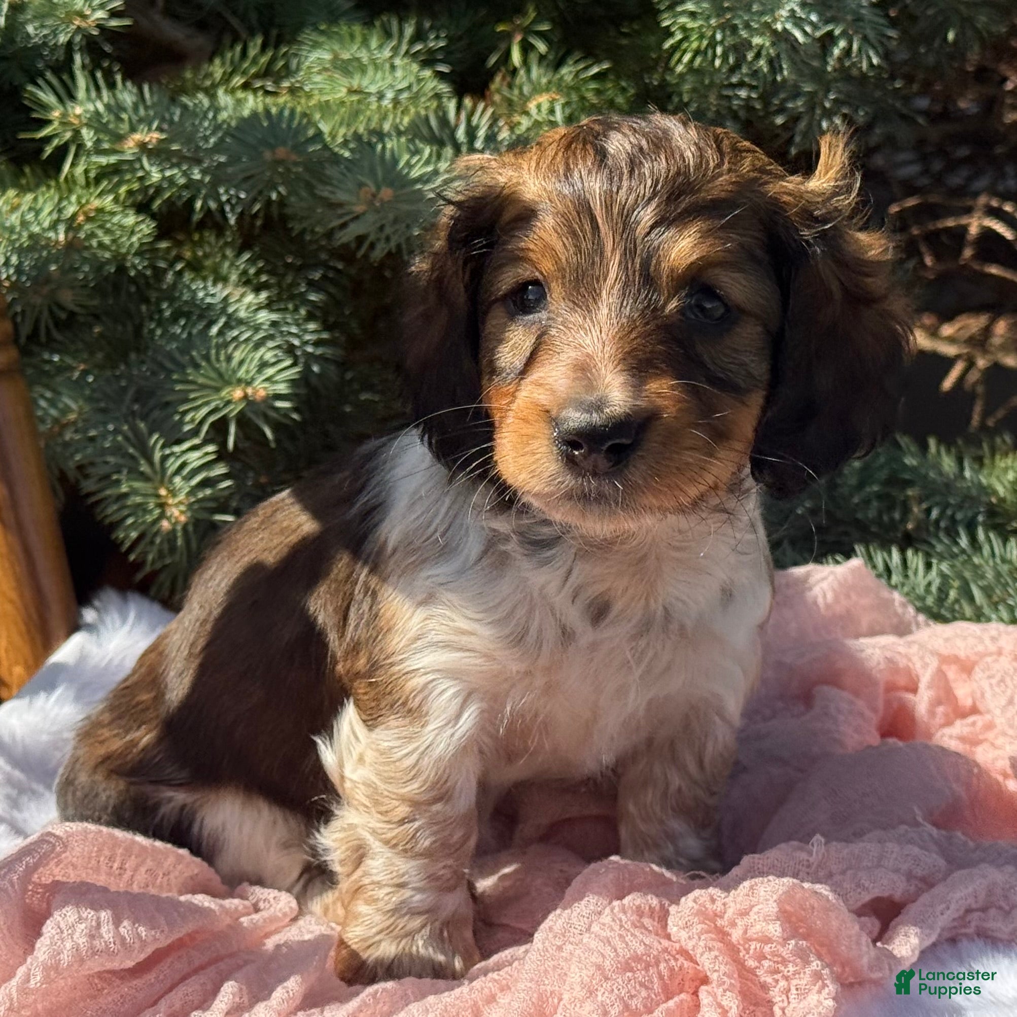Miniature Dachshund dogs Hazel - Ad 2