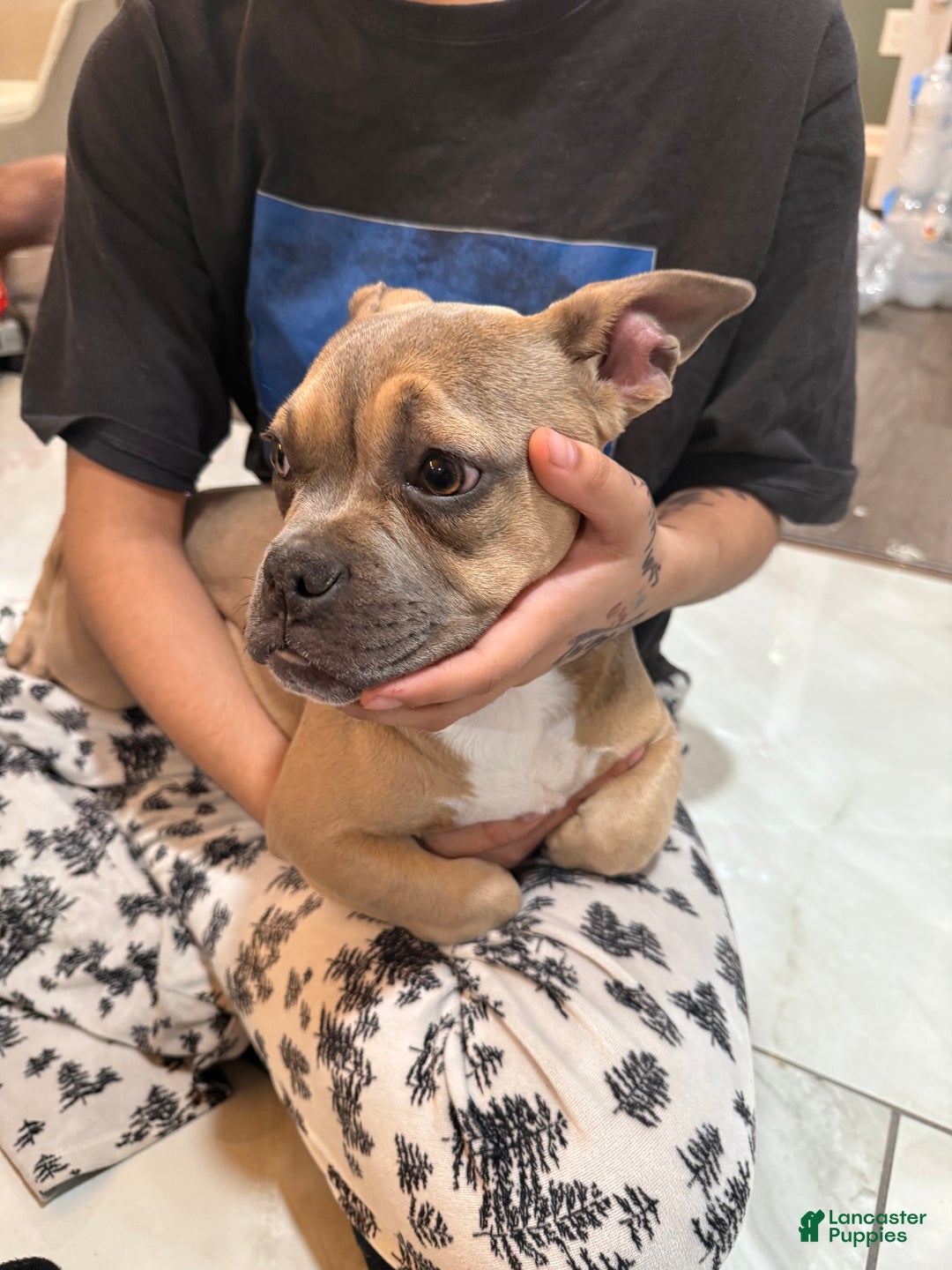 Mixed Breed dogs for sale: Viva - Ad 2