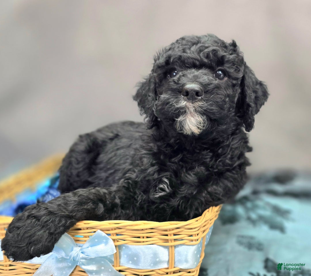 Cockapoo dogs for sale: Crescent - Ad 2