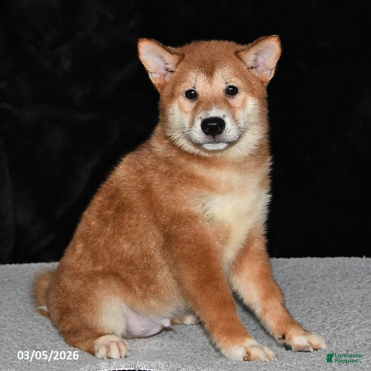 Shiba Inu dogs Luke - Ad 1