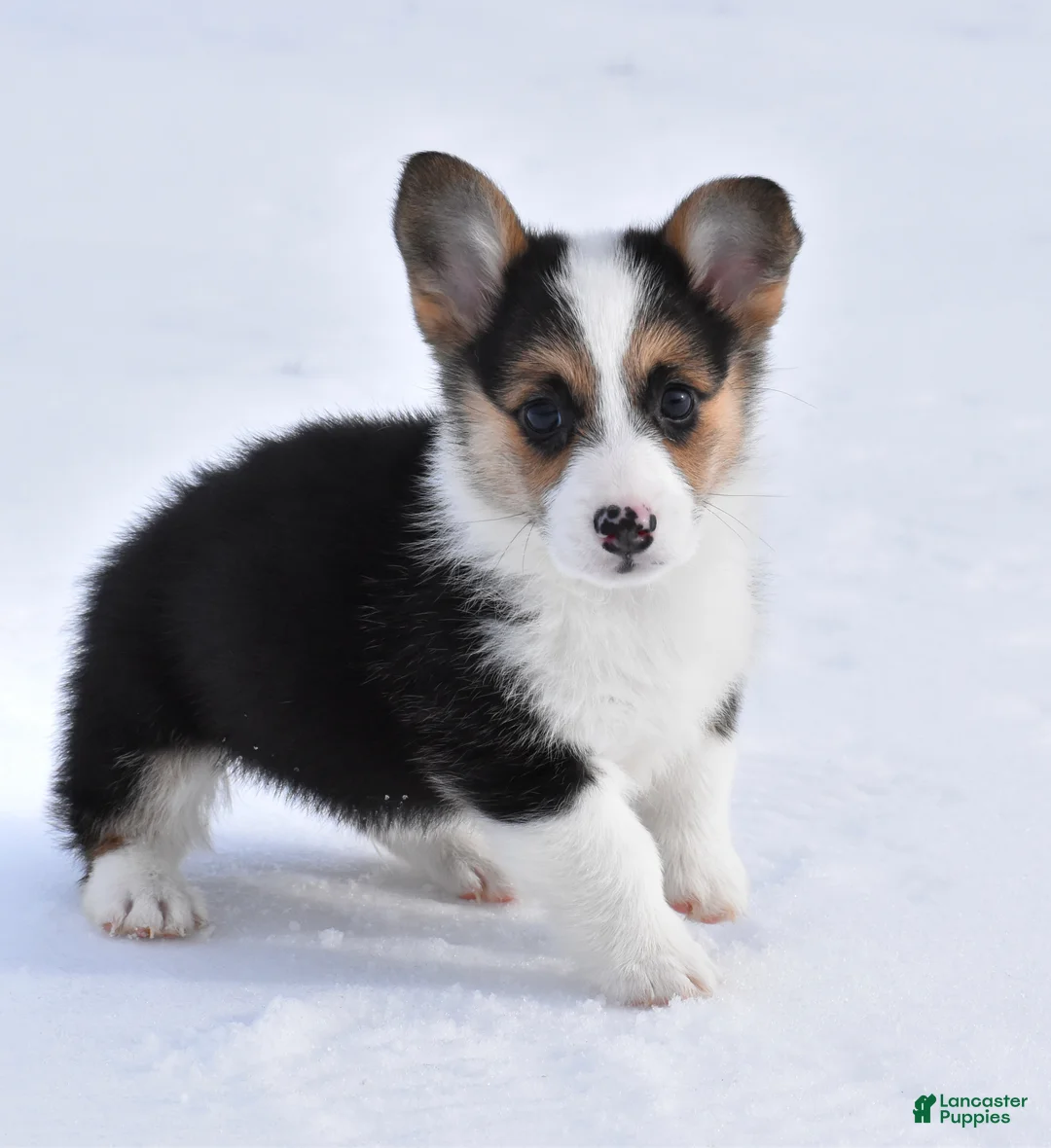 Welsh Corgi Pembroke dogs for sale: Welsh Corgi Pembroke Puppy 2 - Ad 1