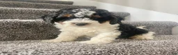 Mini Bernedoodle dogs for sale: Baylor - Ad 5