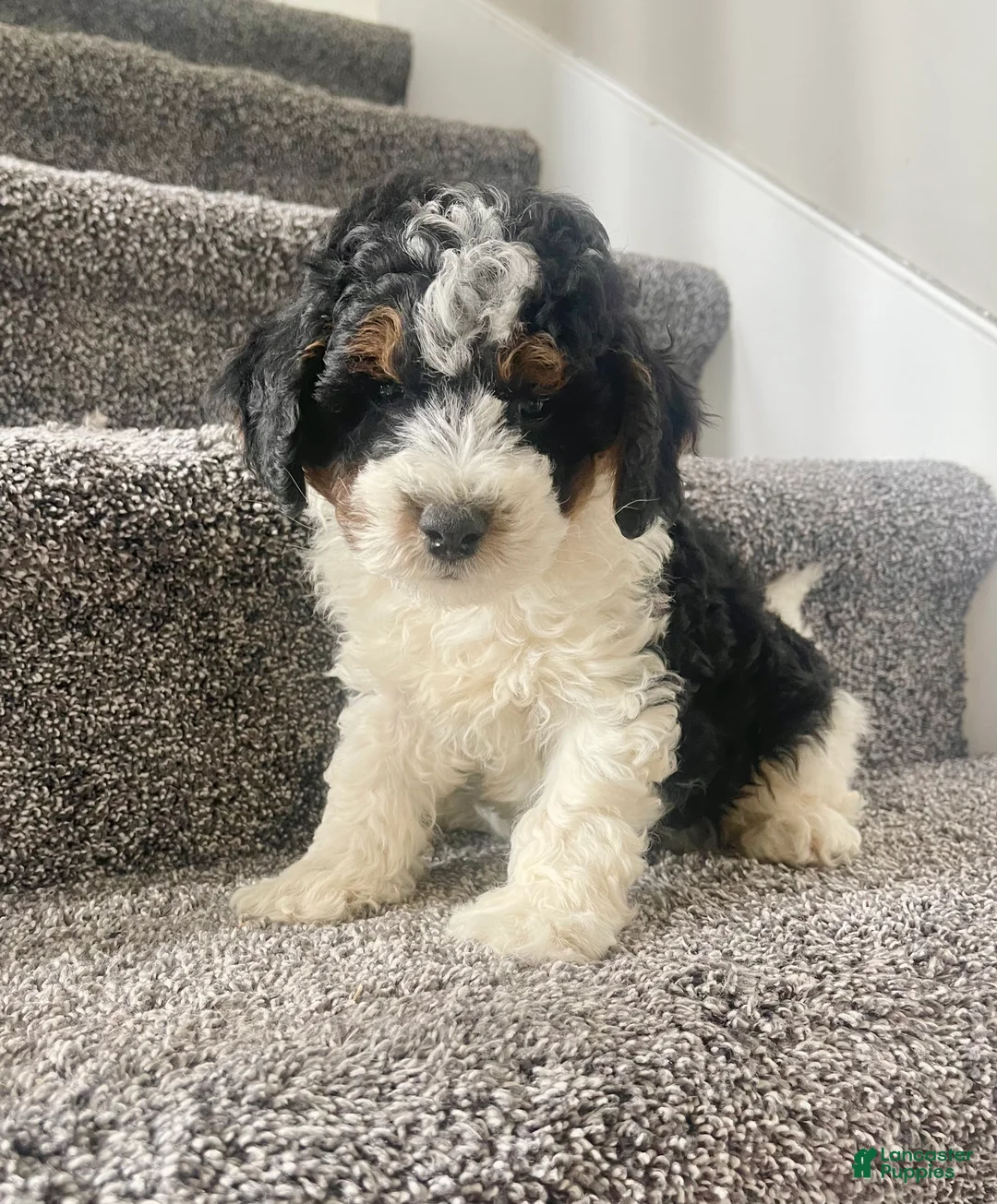 Mini Bernedoodle dogs for sale: Baylor - Ad 5